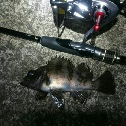 ボウズからの。