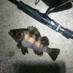 シーバスさえ居なければ？