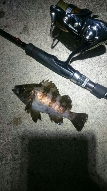 シーバスさえ居なければ？