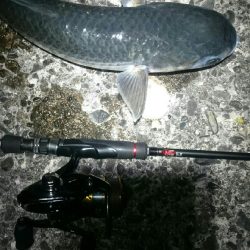 シーバス後ボラ