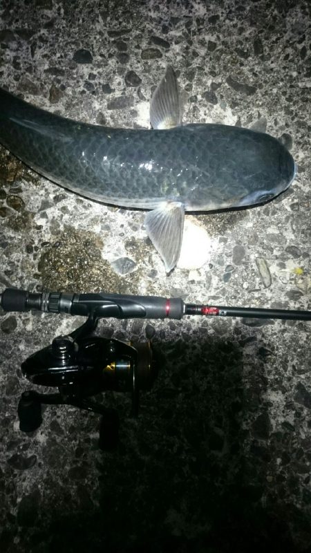 シーバス後ボラ