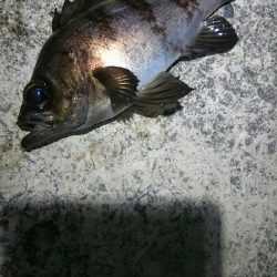 久しぶりのメバル