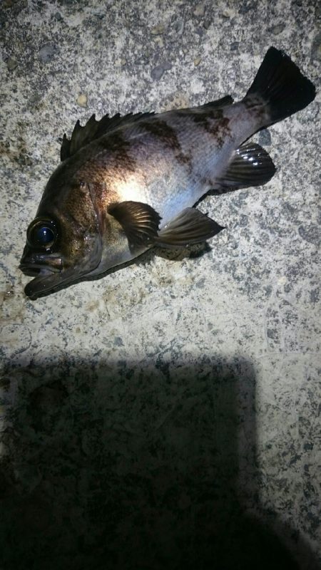 久しぶりのメバル