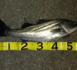 今年初シーバス