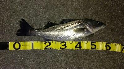 今年初シーバス