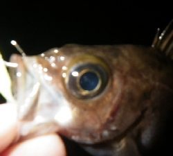 厳しかったけど、なんとかなったぁ！