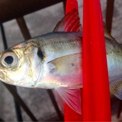 デイアジングでアジを狙う！　昼中でもアジングでアジは釣れる？