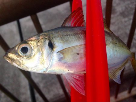 デイアジングでアジを狙う！　昼中でもアジングでアジは釣れる？