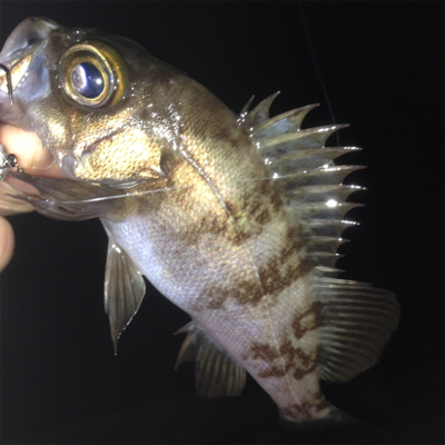 垂水漁港でメバリング！