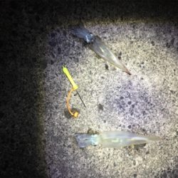 ヤリイカ釣行