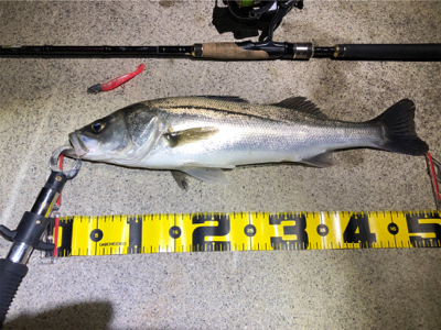 四日市河川シーバス