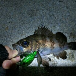 満月メバルはリアクションバイトで…