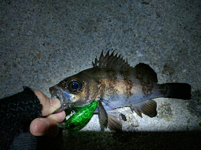 満月メバルはリアクションバイトで…