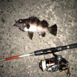 久しぶりのメバル