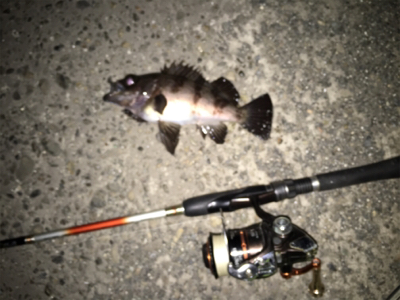 久しぶりのメバル