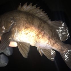 オカッパリと磯