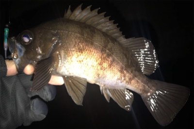 オカッパリと磯