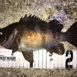 少し上向きメバリング