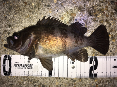 少し上向きメバリング