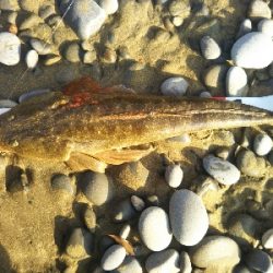 今年初のフラット