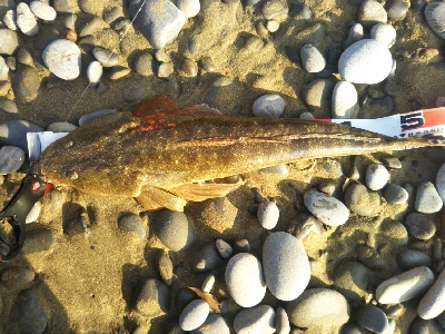 今年初のフラット