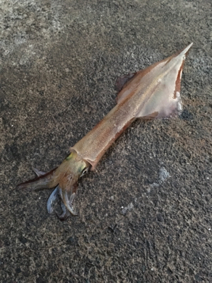 ヤリイカ終盤釣行