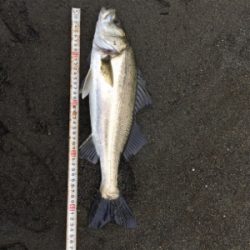 やっと1匹ε-(´∀｀; )