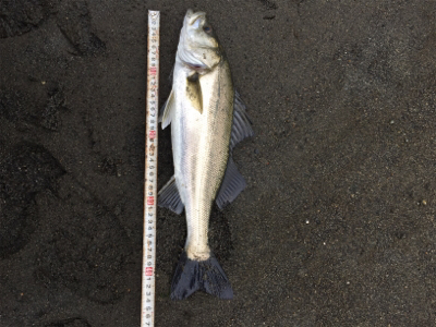 やっと1匹ε-(´∀｀; )