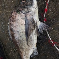 島根半島 手結港 チヌフカセ