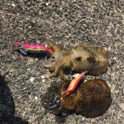 パタパタWヒット