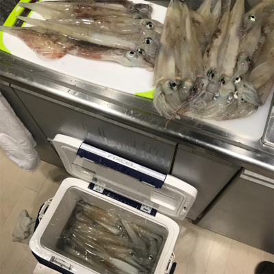 横須賀長井漆山港の光三丸さんからヤリイカ