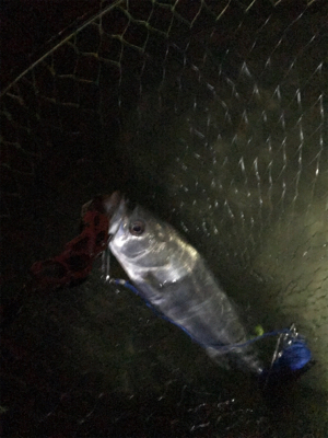 初ウェーディング