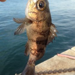 垂水漁港でデイメバル！