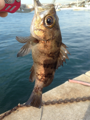 垂水漁港でデイメバル！