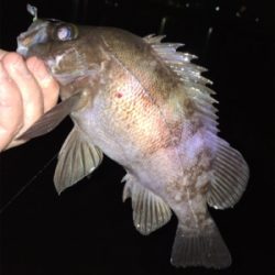 明石でメバリング