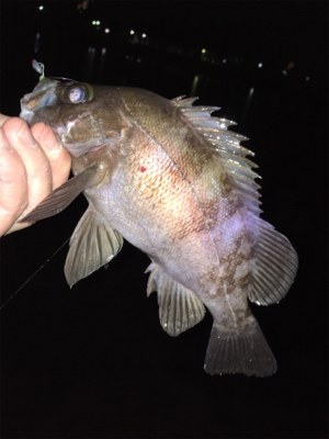 明石でメバリング