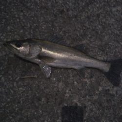 朝マズメ　シーバス