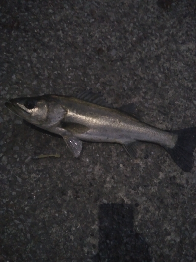 朝マズメ　シーバス