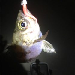 温かい春ですな