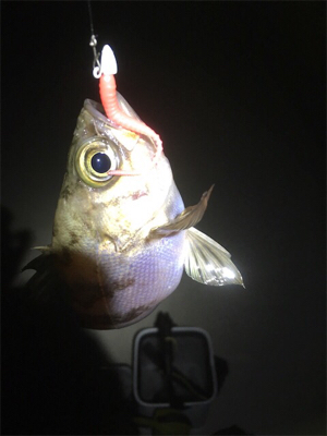 温かい春ですな