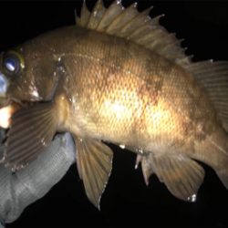 メバリングとエギングランガン