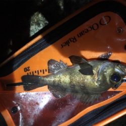 メバル上向き？