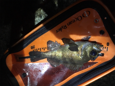 メバル上向き？