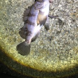 キープサイズが釣れない