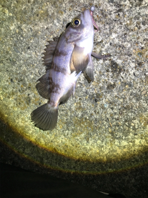 キープサイズが釣れない