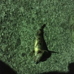 初フラットフィッシュ(アジング＆メバリング)