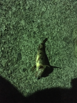 初フラットフィッシュ(アジング＆メバリング)