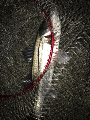 ナイトシーバスからの朝マズメ