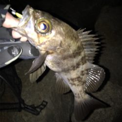 そよ風メバリング