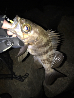 そよ風メバリング